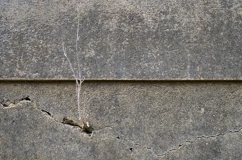 Nature's resilience displayed through a tiny plant growing from a cracked c.. Stock Photos