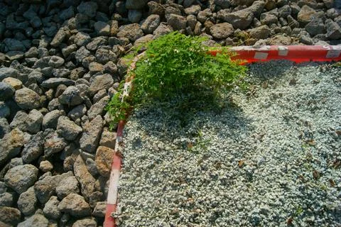 Nature's Resilience Stock Photos