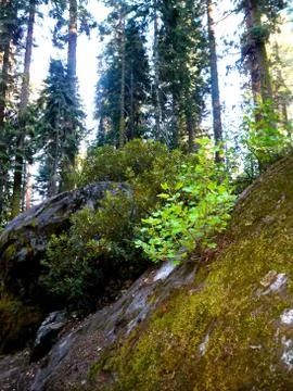 Natures Scenery Stock Photos