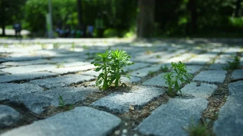 Nature's Seeds Stock Footage 133100726