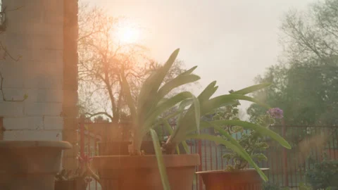 Nature's Serenade: Plants Waving in the Wind during a Gorgeous Sunset Stock Footage 259761663