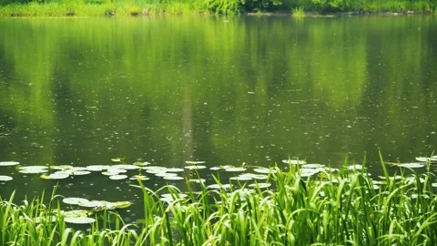 Nature's serenity and environmental conservation, lush green reeds and lily Stock Footage 336732453