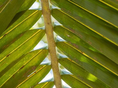 Nature's serenity exploring sunlit canopy of lush green palm leaves in paradi Photos