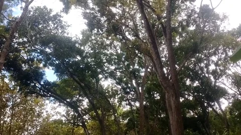 Nature’s Serenity Stock-Footage 338374039