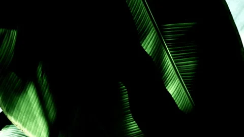 Nature’s Silhouettes: Leaves Casting Shadows in Shifting Light Stock Footage 302948688