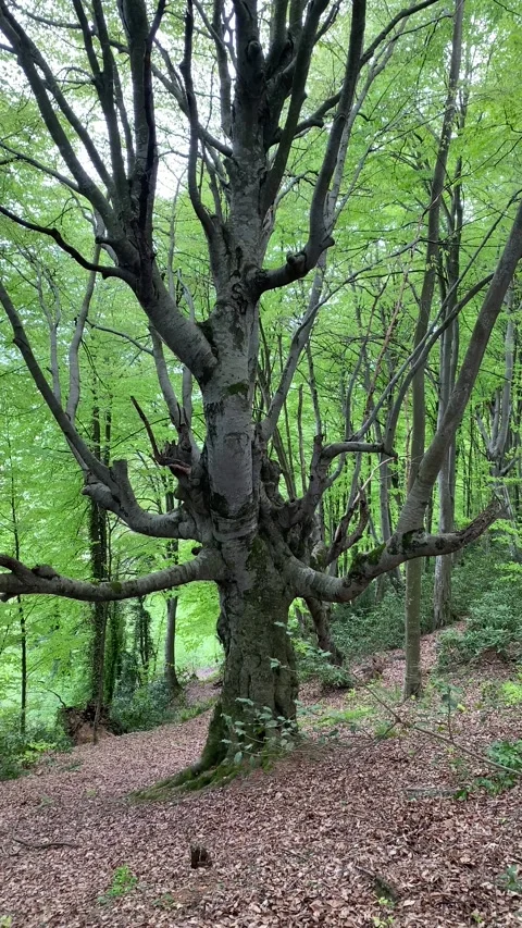 Nature's song Stock Footage 276547514