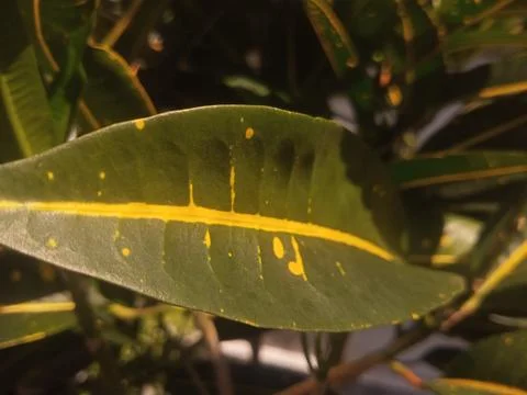 Nature's Summer Symphony Stock Photos