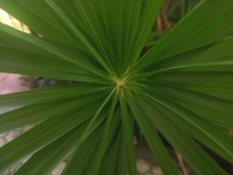 Nature's Summer Symphony Stock Photos