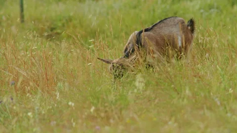 Nature's symphony echoes through the alpine meadows of France, where the Ibex, a Stock Footage 244899944