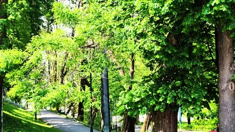 Nature's Symphony Trees in Harmony Stock Footage 276279381