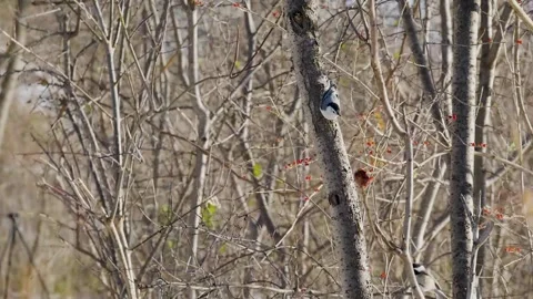 Nature's Symphony: White-breasted Nuthatch in a Tree Stock Footage 246062569