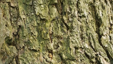 Nature'S Texture And Organic Pattern, The intricate details of the bark offer Vidéo 335221424