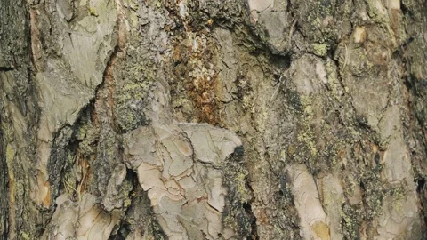 Nature'S Texture And Organic Patterns, Close-Up Of Tree Bark With Rough Surface Vidéo 335221551