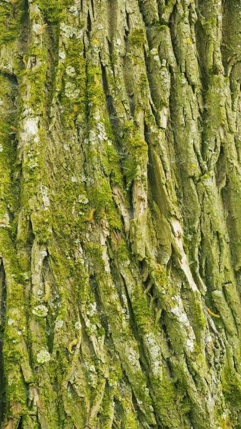 Nature's texture: close-up of Tree Bark with Green Moss and lichen Vidéo 336321602