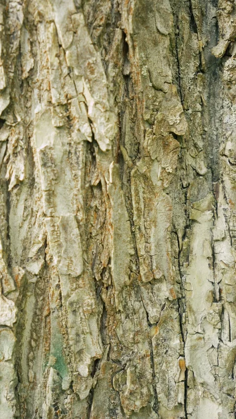 Nature's texture Vidéo 336321609