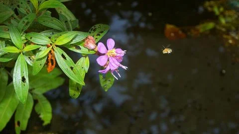 Nature's Tiny Explorer: Bee in Search of Sweet Nectar Stock Photos