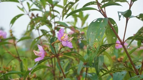 Nature's Tiny Explorer: Bee in Search of Sweet Nectar Stock Photos