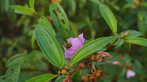 Nature's Tiny Explorer: Bee in Search of Sweet Nectar Stock Photos