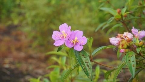 Nature's Tiny Explorer: Bee in Search of Sweet Nectar Foto stock