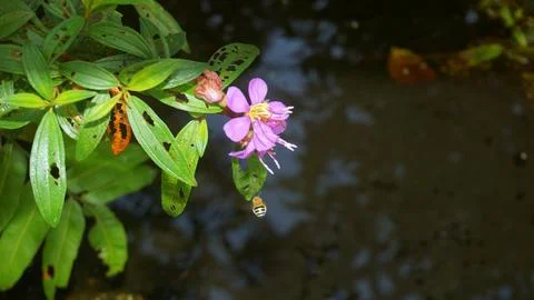 Nature's Tiny Explorer: Bee in Search of Sweet Nectar Stock Photos