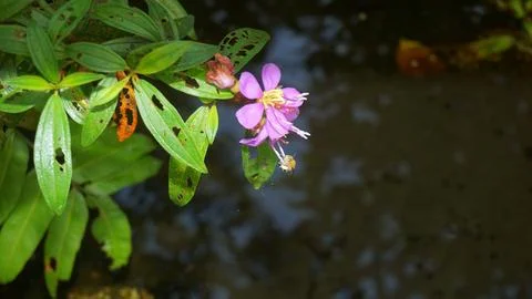 Nature's Tiny Explorer: Bee in Search of Sweet Nectar Stock-Fotos