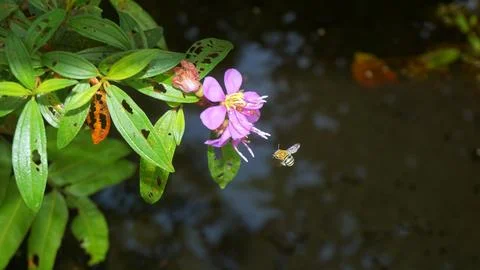 Nature's Tiny Explorer: Bee in Search of Sweet Nectar Stock Photos