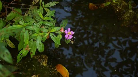 Nature's Tiny Explorer: Bee in Search of Sweet Nectar Foto stock