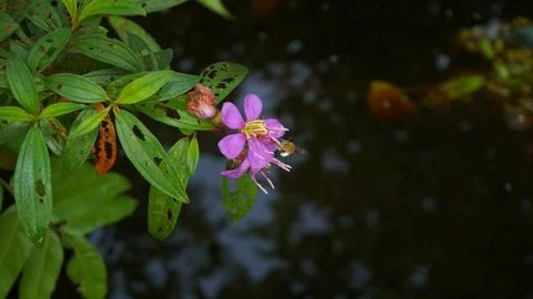 Nature's Tiny Explorer: Bee in Search of Sweet Nectar Stock Photos