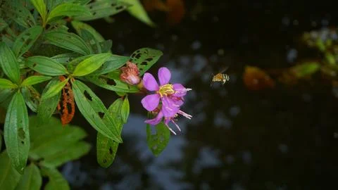 Nature's Tiny Explorer: Bee in Search of Sweet Nectar Stock Photos