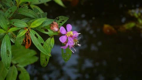 Nature's Tiny Explorer: Bee in Search of Sweet Nectar Stock Photos
