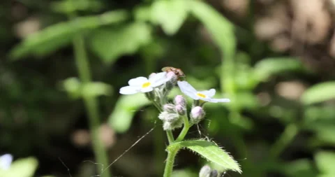 Nature's Tiny Wonders: Close-up Encounter with a May Beetle Vídeos de archivo 243412752