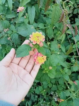 Nature’s Touch of Color Stock Photos