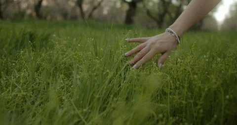 Natures Touch Hand Gliding Gently Over Lush, Vibrant Green Grass with Serenity Video stock 301708458