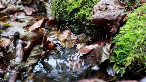 Nature's tranquil flow through fallen leaves in a serene forest stream Vídeos de archivo 295333108