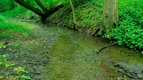 Nature's Tranquil Haven: Serene Forest Stream and Mossy Rocks in 4 Stock Footage 248600562