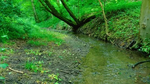 Nature's Tranquil Haven: Serene Forest Stream and Mossy Rocks in 4 Stock Footage 248601208