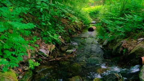 Nature's Tranquil Haven: Serene Forest Stream and Mossy Rocks in 4 Stock Footage 248601266