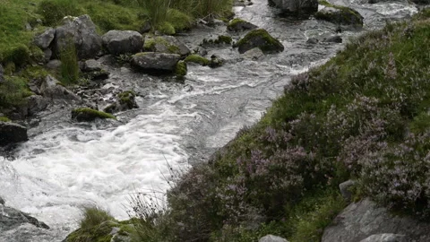 Nature's tranquility unfolds as a rocky stream Stock Footage 255229377