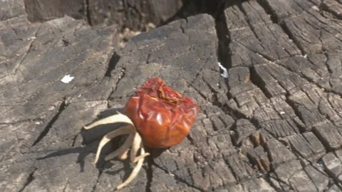 Natures Unique and Beautiful Creation A Dried Fruit Elegantly Displayed on 動画素材 282723752