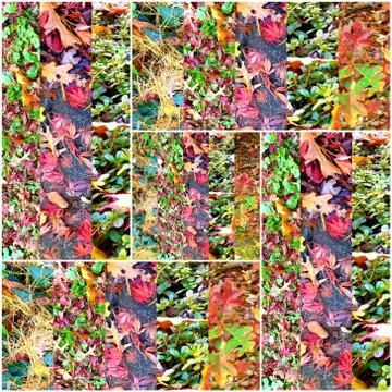 Nature's Wallpaper Collage (2) Stock Photos