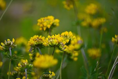 Natures Yellow Symphony Stock Photos