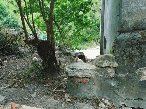 NatureTrail Cats Stock Photos