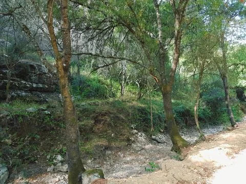 NatureTrail DryRiver1 Stock Photos