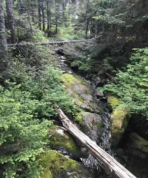 NatureTrail - Seattle Foto stock