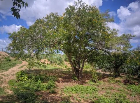 Natureza 库存照片