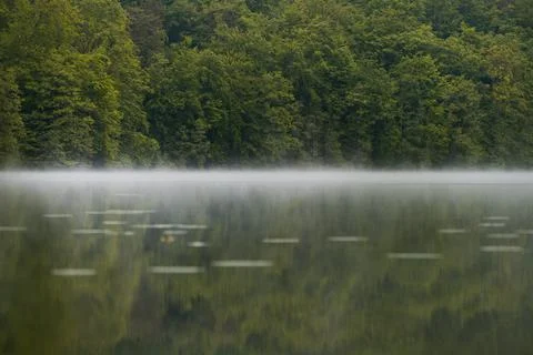 Natursee im Nebel, Seerosen Biotop, spiegelglatt Stock Photos
