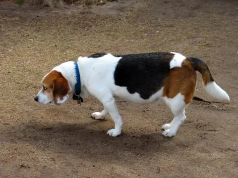 Naughty Beagle Stock Photos