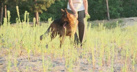 Naughty big dog, pulls owner to side. Woman drags german shepherd by collar Vídeo Stock 248236915