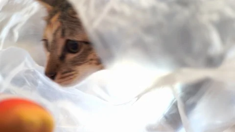 Naughty cat curious stare looking playing at home, 4K Stock Footage 123573871