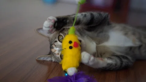 Naughty cat curious stare looking playing toy at home, slow motion Video stock 123574108